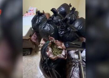 Dy persona arrestohen në Vlorë për prodhim dhe tregtim lëndësh narkotike, sekuestrhen 57 kilogramë kanabis.