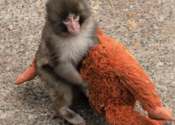 Majmuni i vogël “Punch” që preku zemrat e të gjithëve: Cila është arsyeja që nënat braktisin të vegjlit e tyre?