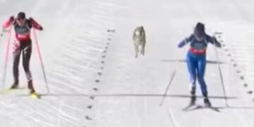 Milano-Cortina 2026: Në garën e Ski Cross-Country merr pjesë një…qen