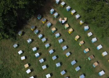 Ndihma për bletarët rritet në dyfish, 2 mijë lekë për çdo koshere; kërkesa për kullota dhe trajtim të detyruar.