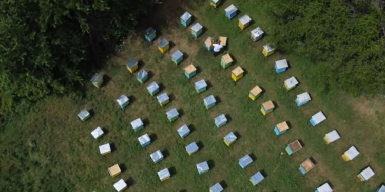 Ndihma për bletarët rritet në dyfish, 2 mijë lekë për çdo koshere; kërkesa për kullota dhe trajtim të detyruar.