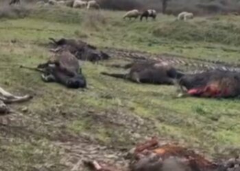 Një stallë me gjedhë në Selenicë përfshihet nga flakët/ 22 lopë dhe viça humbin jetën, dyshohet për shkëndijë elektrike si shkak i zjarrit.