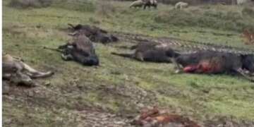 Një stallë me gjedhë në Selenicë përfshihet nga flakët/ 22 lopë dhe viça humbin jetën, dyshohet për shkëndijë elektrike si shkak i zjarrit.