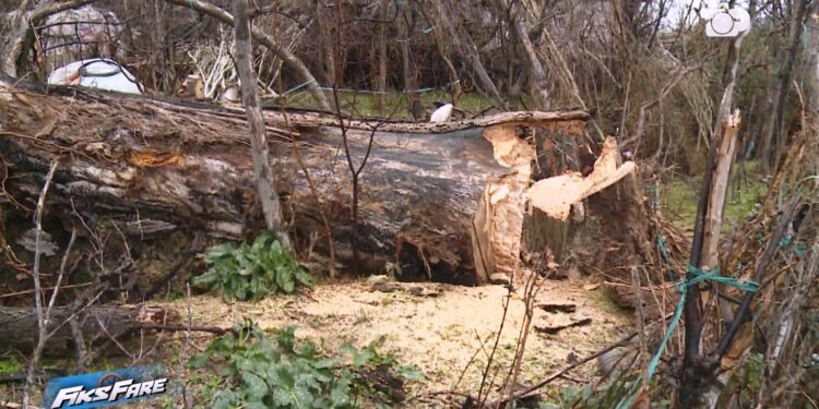 Një vit në pranga të rrezikut. Plepat e kalbura në Krastë preken vetëm pas investigimit të Fiks Fare.