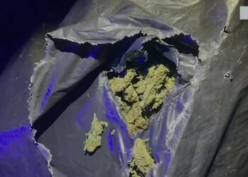 Operacioni Jug-Veri / Zbardhet grupi i drogës, katër arrestime, armë dhe 41 kg kanabis sativa të sekuestruara