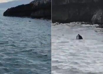 Pamje të veçanta! Foka mesdhetare ofron një shfaqje të jashtëzakonshme në bregdetin e Parkut Karaburun-Sazan
