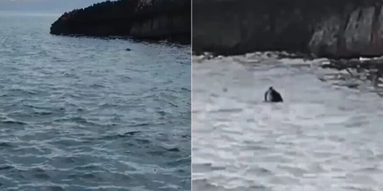 Pamje të veçanta! Foka mesdhetare ofron një shfaqje të jashtëzakonshme në bregdetin e Parkut Karaburun-Sazan