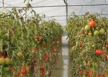 Përmbytjet u pasqyruan në rënien e eksporteve, reshjet e excesit shkaktuan dëme të konsiderueshme në tokat bujqësore, duke ulur gjithashtu prodhimin në sera.