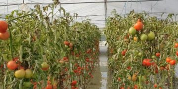 Përmbytjet u pasqyruan në rënien e eksporteve, reshjet e excesit shkaktuan dëme të konsiderueshme në tokat bujqësore, duke ulur gjithashtu prodhimin në sera.