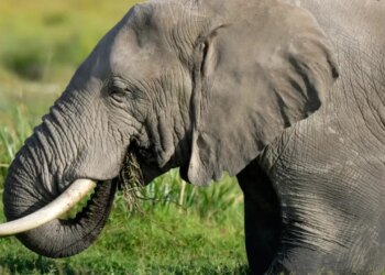 Tragjedi në Indi: 18 elefantë godasin një shtëpi, duke shkaktuar vdekjen e katër anëtarëve të një familjeje, përfshirë një foshnjë tre-muajshe.