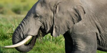 Tragjedi në Indi: 18 elefantë godasin një shtëpi, duke shkaktuar vdekjen e katër anëtarëve të një familjeje, përfshirë një foshnjë tre-muajshe.