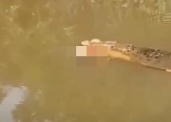 Tragjedia në Indonezi: Një grua 35-vjeçare humb jetën pas sulmit nga një krokodil, gjatë mbledhjes së midhjeve në lumë.