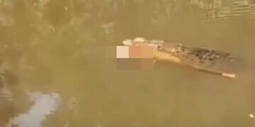 Tragjedia në Indonezi: Një grua 35-vjeçare humb jetën pas sulmit nga një krokodil, gjatë mbledhjes së midhjeve në lumë.