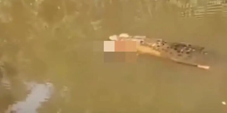 Tragjedia në Indonezi: Një grua 35-vjeçare humb jetën pas sulmit nga një krokodil, gjatë mbledhjes së midhjeve në lumë.