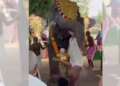 Video/ Gjatë një festivali fetar në Indi, një elefant sulmon një të ri, duke e hedhur disa metra lart dhe e plagos rëndë...