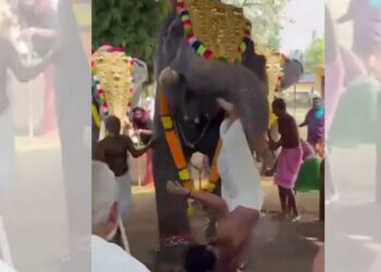 Video/ Gjatë një festivali fetar në Indi, një elefant sulmon një të ri, duke e hedhur disa metra lart dhe e plagos rëndë...