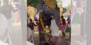 Video/ Gjatë një festivali fetar në Indi, një elefant sulmon një të ri, duke e hedhur disa metra lart dhe e plagos rëndë...
