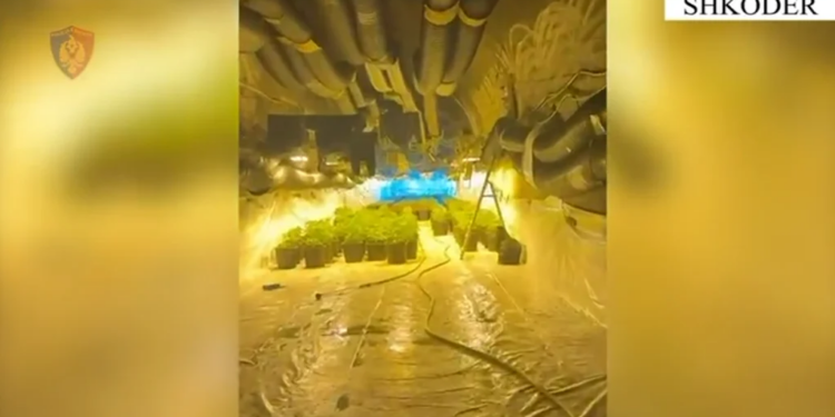 Zbulohet një tunel për kultivimin e kanabisit në Shkodër, dy “pronarë” kapen në flagrancë, arrestohet gjithashtu një punonjës i OSHEE-së.