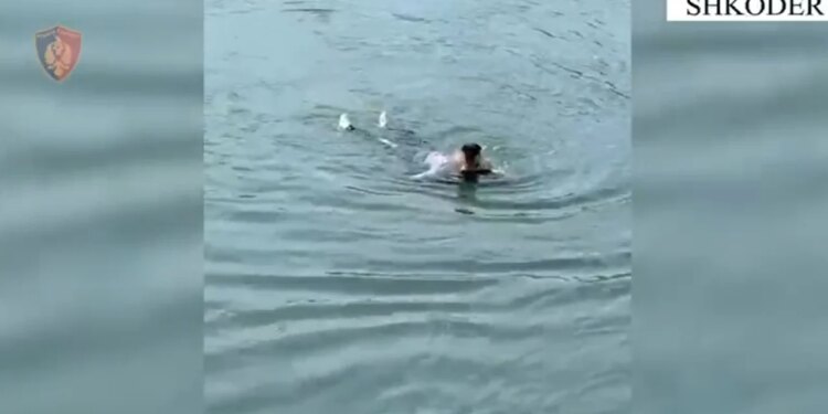 59-vjeçarja tenton të vetëmbytej në lumin Buna, policeja e nxjerr nga uji në gjendje të rëndë.