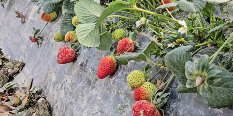 Balta i shkatërroi luleshtrydhet/ Fermerët në Fier: 300 dynymë sera u përmbytën dhe nuk morëm dëmshpërblim