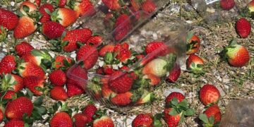 Fermerët e Fierit protestojnë për çmimin e ulët të luleshtrydhës, duke shprehur shqetësime për politikat e pikave të grumbullimit: "Ky është viti më i keq, po shkojmë drejt falimentimit."