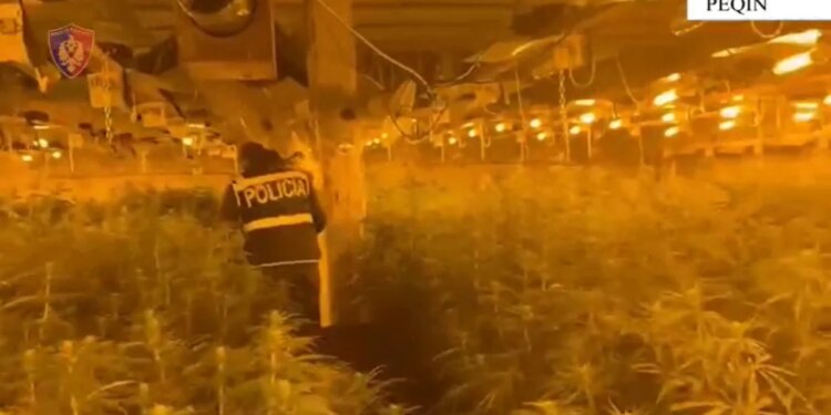 Gjeten 4 mijë rrënjë kabanis në një magazinë, dëshmia e drejtorit të burgut të Rrogozhinës: Pronësia i përket vëllait.