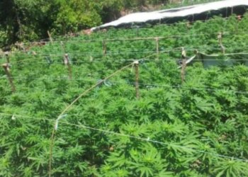 Mijëra rrënjë kanabisi të zbuluara në objektin e drejtorit të burgut të Rrogozhinës, detajet e para.