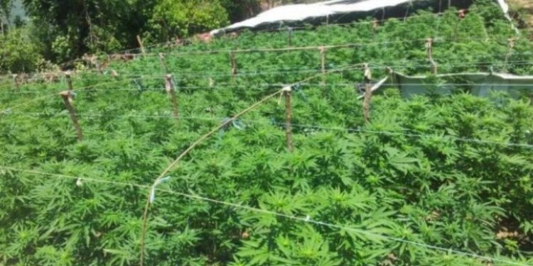 Mijëra rrënjë kanabisi të zbuluara në objektin e drejtorit të burgut të Rrogozhinës, detajet e para.