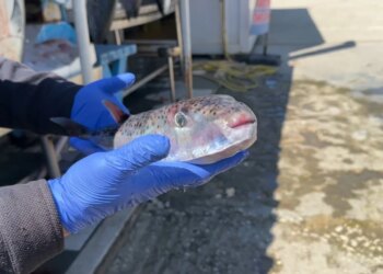 Peshku helmues në ujërat tona: Specia e rrezikshme rikthehet dhe kapet nga peshkatarët në Vlorë, e rekomandohet të mos konsumohet.