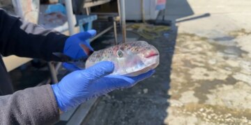 Peshku helmues në ujërat tona: Specia e rrezikshme rikthehet dhe kapet nga peshkatarët në Vlorë, e rekomandohet të mos konsumohet.