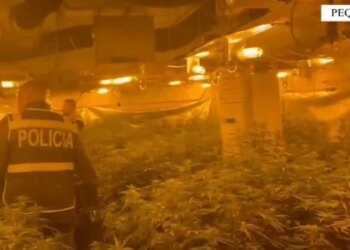 Video/ Momenti kur policia hyn në ndërtesën e mbushur me kanabis. Shpallet në kërkim pronari, drejtori i burgut të Rrogozhinës, si dhe përgjegjësi i OSHEE-së.