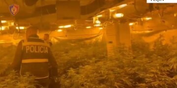 Video/ Momenti kur policia hyn në ndërtesën e mbushur me kanabis. Shpallet në kërkim pronari, drejtori i burgut të Rrogozhinës, si dhe përgjegjësi i OSHEE-së.