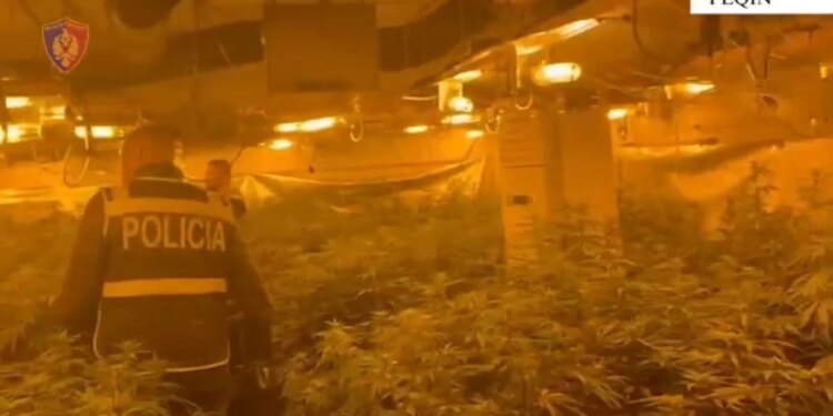 Video/ Momenti kur policia hyn në ndërtesën e mbushur me kanabis. Shpallet në kërkim pronari, drejtori i burgut të Rrogozhinës, si dhe përgjegjësi i OSHEE-së.