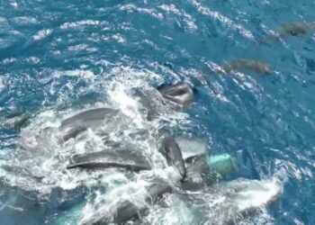 Video/ Shkencëtarët kapin një moment të veçantë, balenat ofrojnë ndihmë njëra-tjetrës gjatë lindjes