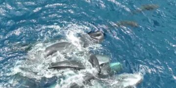 Video/ Shkencëtarët kapin një moment të veçantë, balenat ofrojnë ndihmë njëra-tjetrës gjatë lindjes