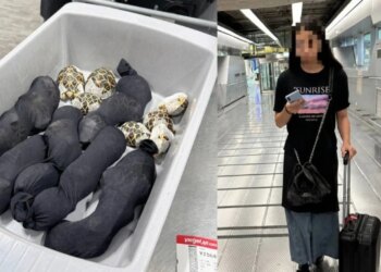 19-vjeçarja arrestohet në Tajlandë pasi fshehu breshka me vlerë 9000 dollarë në rrobat e saj