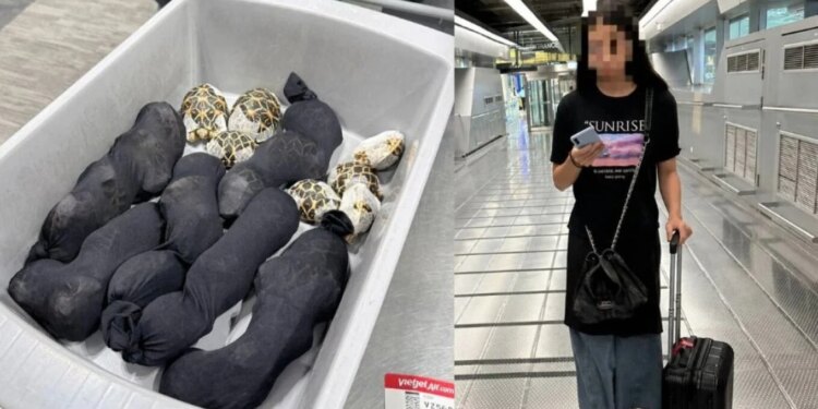 19-vjeçarja arrestohet në Tajlandë pasi fshehu breshka me vlerë 9000 dollarë në rrobat e saj