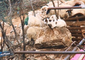 70 dele mes banesave, pleshta, miza dhe erë e keqe. Fiks Fare detyroi largimin e bagëtive nga Himara.