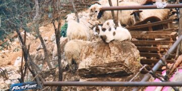 70 dele mes banesave, pleshta, miza dhe erë e keqe. Fiks Fare detyroi largimin e bagëtive nga Himara.