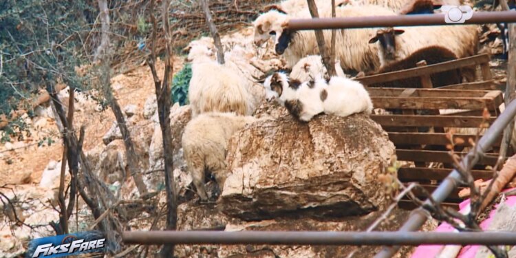 70 dele mes banesave, pleshta, miza dhe erë e keqe. Fiks Fare detyroi largimin e bagëtive nga Himara.