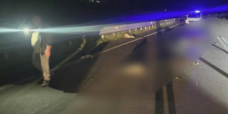 Aksident në aksin Orikum–Vlorë: automjeti përplaset me 10 bagëti, lëndohet edhe çobani