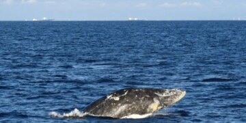 Balenë e cila notoi në një lum në Uashington, u gjet e ndjerë.