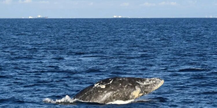 Balenë e cila notoi në një lum në Uashington, u gjet e ndjerë.