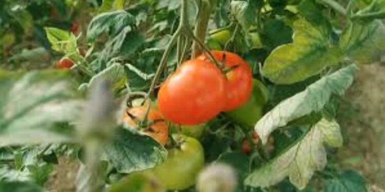 Domatja arrin çmim rekord prej 350 lekësh për kilogram, fermerët: Na vjen turp, por shpenzimet janë rritur ndjeshëm