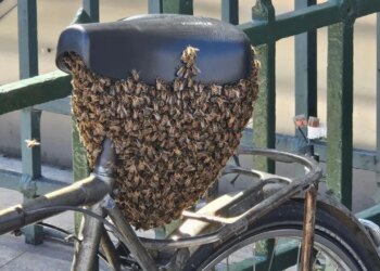E pazakontë në Paris: Një tufë me 10 mijë bletë qëndrojnë në një biçikletë përpara Luvrit