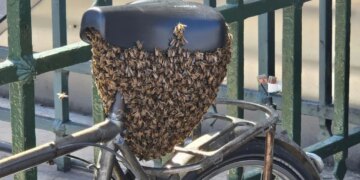 E pazakontë në Paris: Një tufë me 10 mijë bletë qëndrojnë në një biçikletë përpara Luvrit