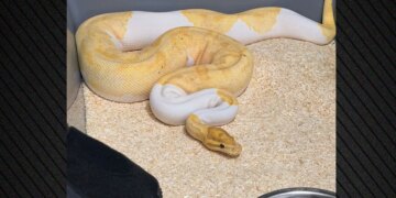 E pazakontë në Poloni: ankesa për një gjarpër zbulon 148 pitonë në një pallat