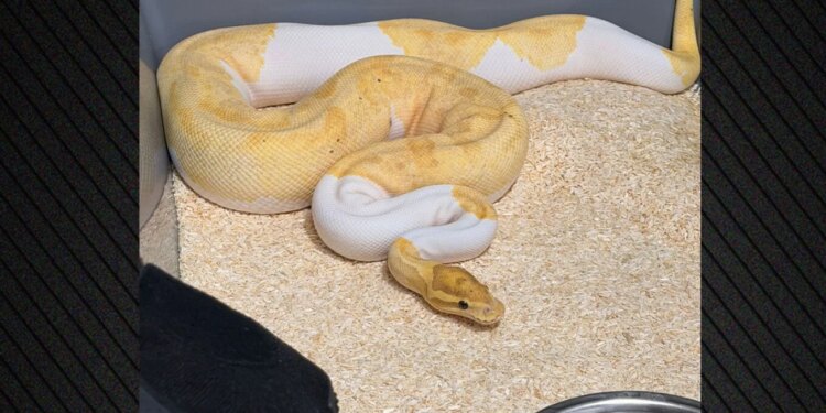 E pazakontë në Poloni: ankesa për një gjarpër zbulon 148 pitonë në një pallat