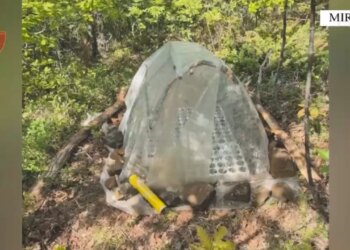 I riu në Mirditë arrestohet pasi u ndoq me dron ndërsa kultivonte fidanë kanabisi