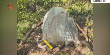 I riu në Mirditë arrestohet pasi u ndoq me dron ndërsa kultivonte fidanë kanabisi